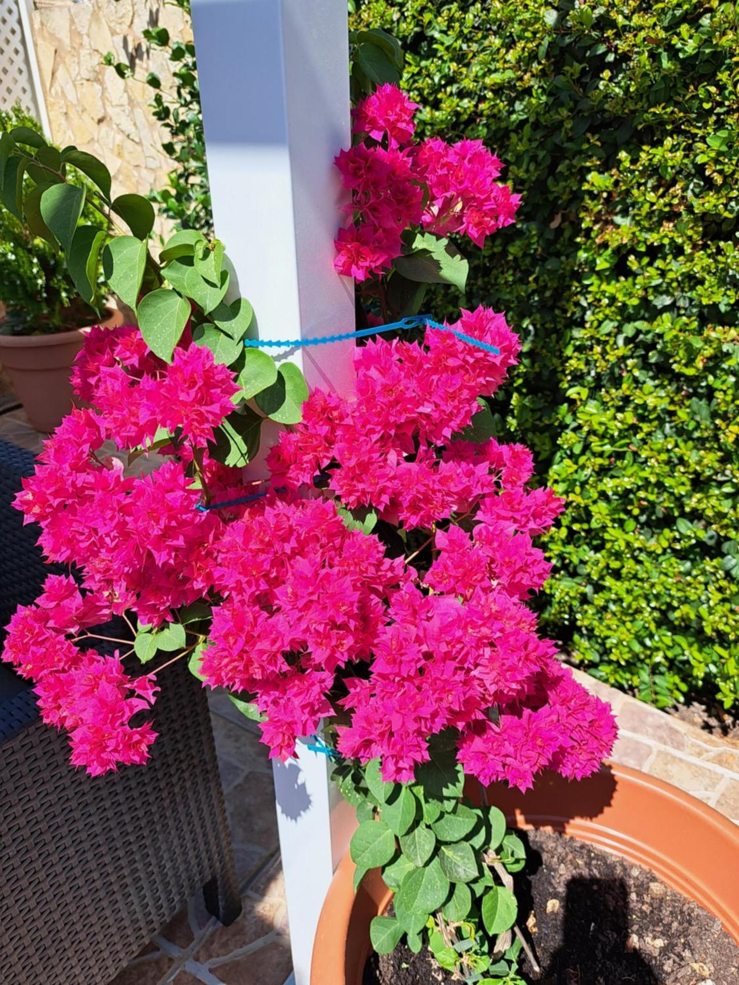 Villa Mariamar Albufeira Exteriér fotografie
